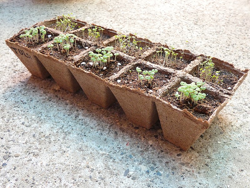 Datei:Biodegradable Seed Starting Peat Cells.jpg