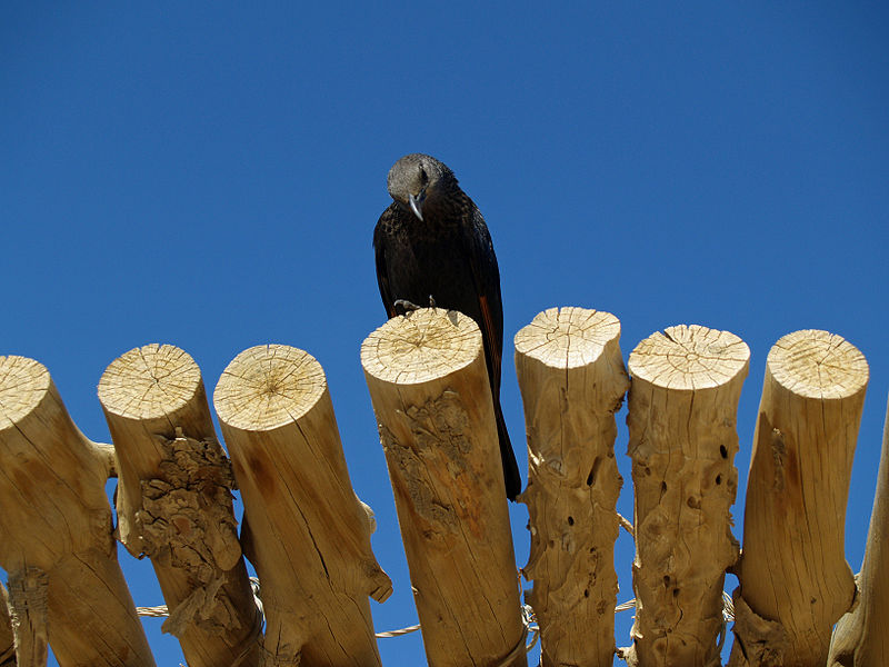 File:Birds eye view by David Shankbone.jpg