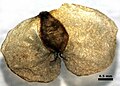 Geflügelte Nussfrucht der Hänge-Birke (Betula pendula). Durch die kleinen Flügel werden die Früchte über weite Strecken transportiert.