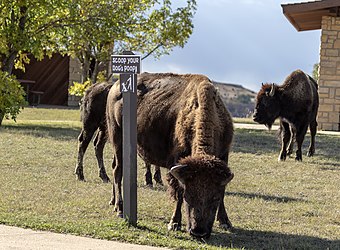 Bisons at the Painted Canyon Visitor Center