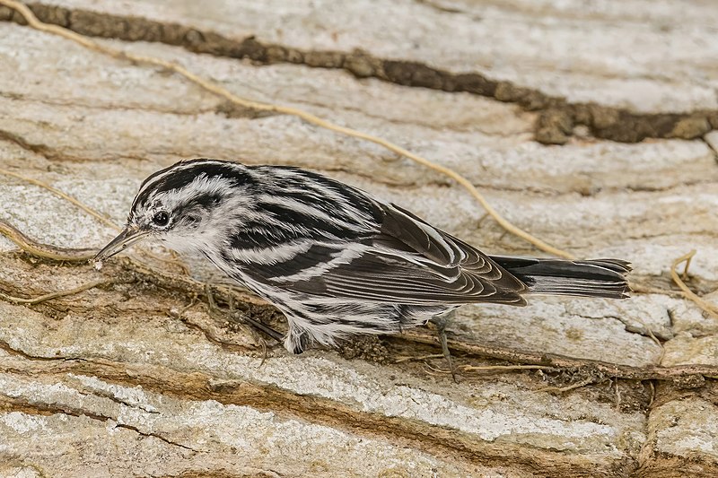 File:Black-and-white warbler (Mniotilta varia) female Peten.jpg