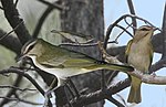 Thumbnail for File:Black Whiskered Vireo From The Crossley ID Guide Eastern Birds.jpg