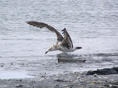 Juvenile Black-backed gull