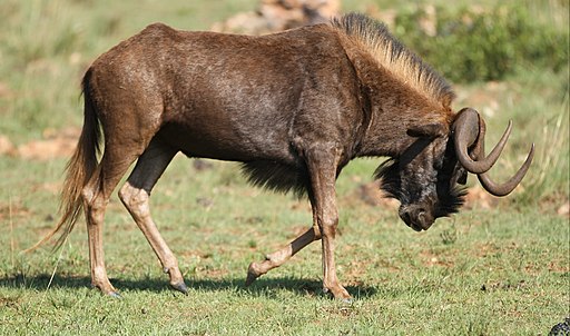 Black wildebeest, or white-tailed gnu, Connochaetes gnou at Krugersdorp Game Reserve, Gauteng, South Africa (31233781942)