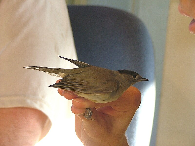 File:Blackcap 03.jpg