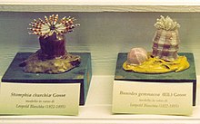 Blaschka model of sea anemones Blaschka 1.jpg