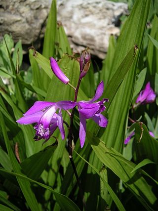 <i>Bletilla</i> Genus of orchids