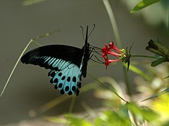 Blue Mormon, Papilio polymnestor.