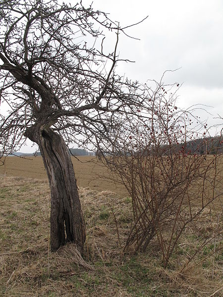 File:Boňkov a okolí 9985.jpg