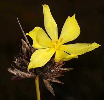 Bobartia