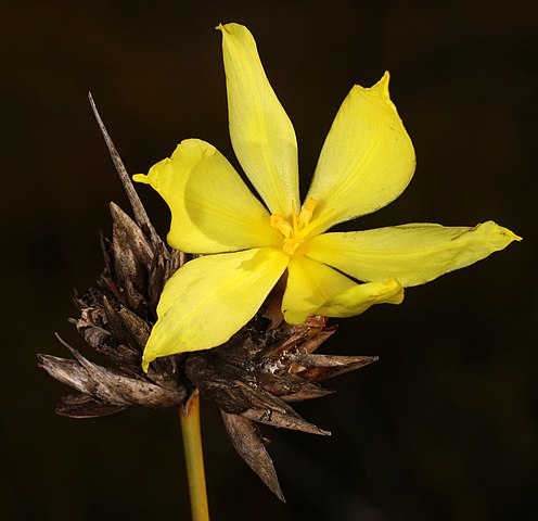 TÌNH YÊU CÂY CỎ ĐV 6 - Page 29 496px-Bobartia_macrospatha_5Dsr_8521