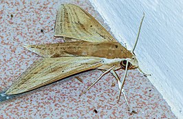 Theretra boisduvalii