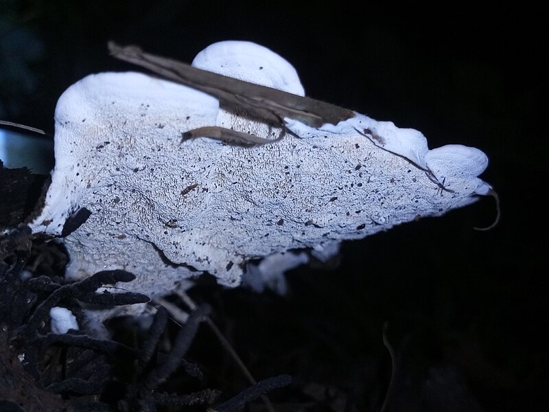 File:Boletes mushroom.jpg