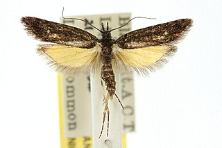 <i>Bondia caseata</i> Species of moth