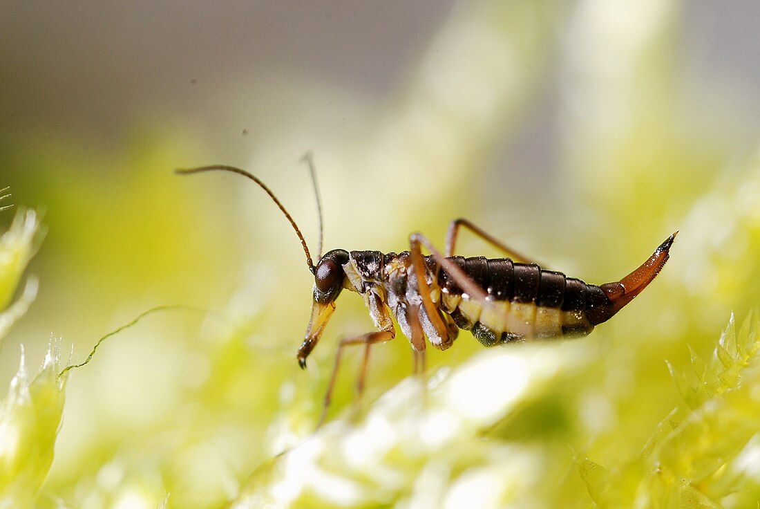 File:Boreus hyemalis female.jpg