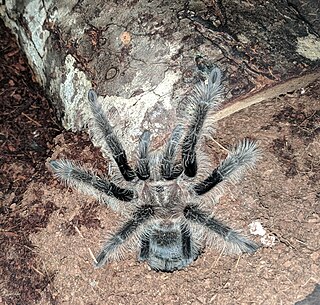 <i>Tliltocatl albopilosus</i> species of arachnid