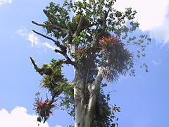 En zone tropicale, les troncs morts ou sénescents peuvent encore supporter une flore qui abrite de nombreux invertébrés (ici broméliacées au Costa Rica, côté Atlantique).