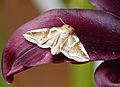 Buff Arches. Habrosyne pyritoides - Flickr - gailhampshire.jpg