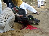 Sacrifici animal a Eid al-Adha, festa islàmica a Pakistan (esquerra) i India.