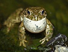 A male European green toad (B. viridis) with a partially distended vocal sack; the usually larger and more colourful females lack a vocal sack BufoViridisCallingMale.jpg