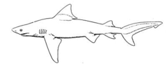 Bull shark.png