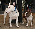 Miniature Bull Terrier