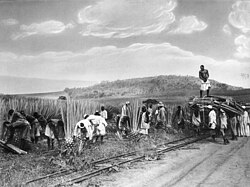 Sisal Production In Tanzania