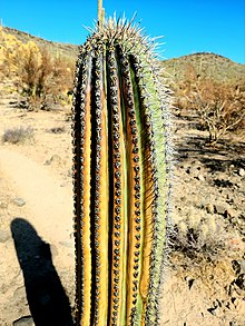 Fire-damaged saguaro cactus near Phoenix. Burned Saguaro Cactus.jpg