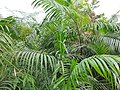 Calamus tenuis plant