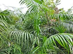 Calamus tenuis plant