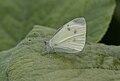 Butterfly Small White - Pieris rapae 04.jpg