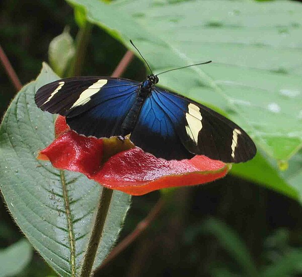 Sara longwing (Heliconius sara)