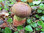 Butyriboletus brunneus