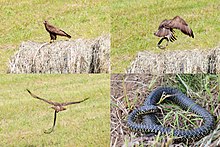 A buzzard that caught a large Green whip snake but was flushed from its catch. Buzzard caught an Aesculapian Snake but flew away and lost his prey, so I could take a photo of the snake.jpg