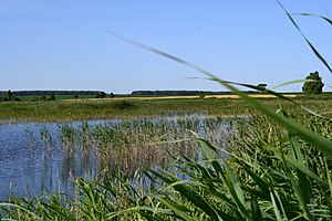 Byten Kovelskyi Volynska-Stakhor protected tract-nature reserve-view from north-1.jpg