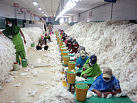 Seated workers at a cottom mill in India, February 2010. CSIRO ScienceImage 10736 Manually decontaminating cotton before processing at an Indian spinning mill.jpg