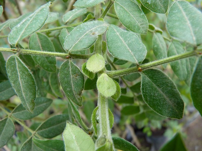 File:Caesalpiniaceae - Cassia frondosa Aiton (5985941955).jpg