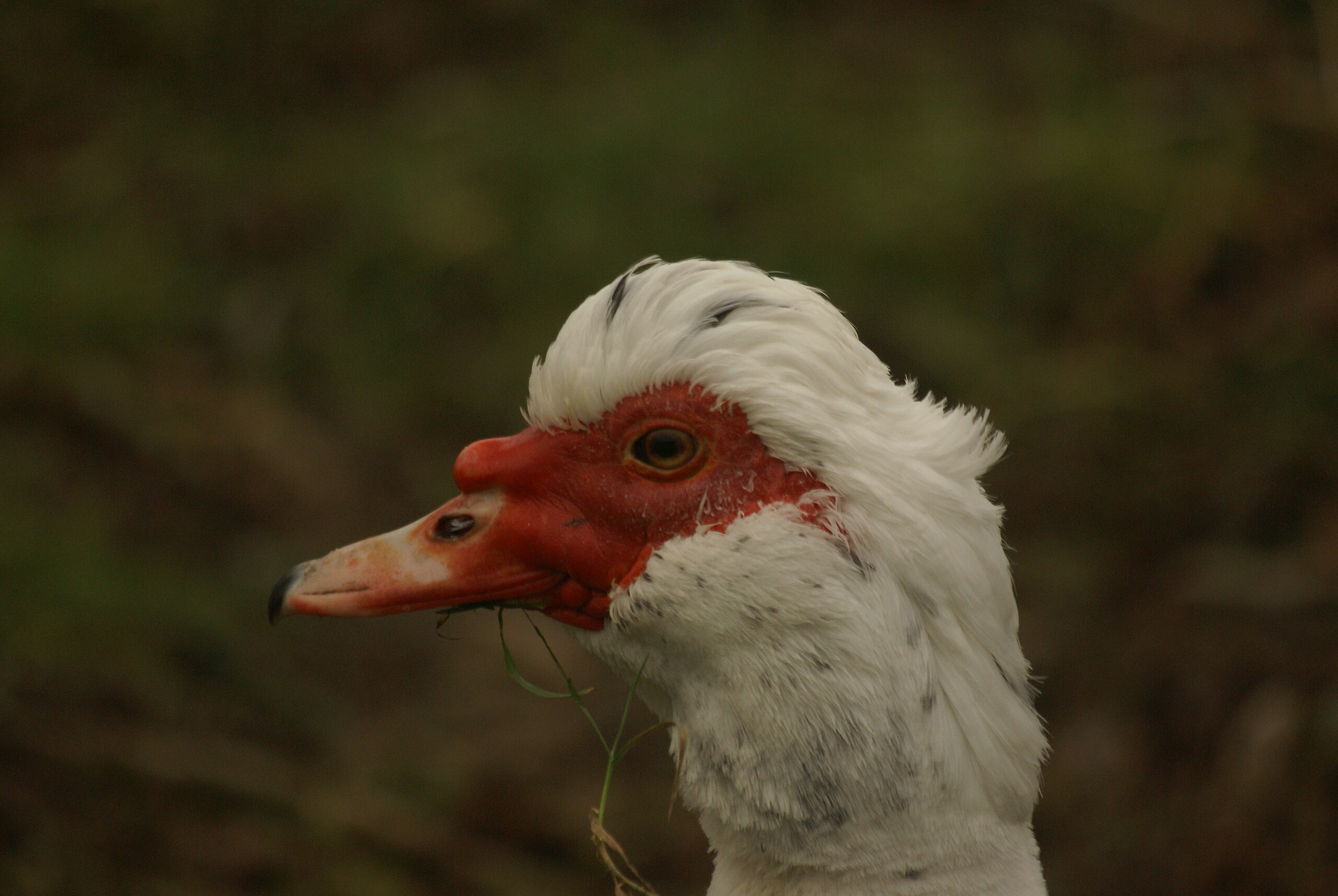 File Cairina Moschata R H 01 Jpg Wikimedia Commons