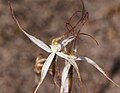 Caladenia capillata