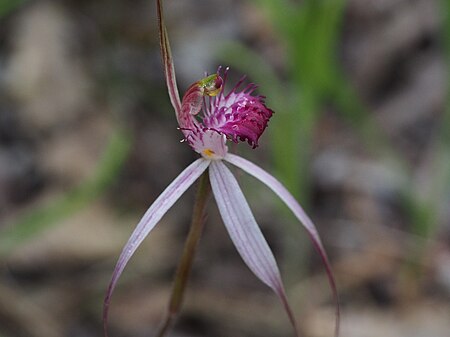 Caladenia gardneri labellum detail Caladenia gardneri 02.jpg