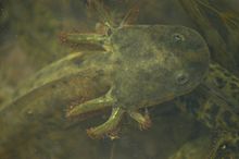 Larvae have gills California Tiger Salamander (CTS) (21065297770).jpg