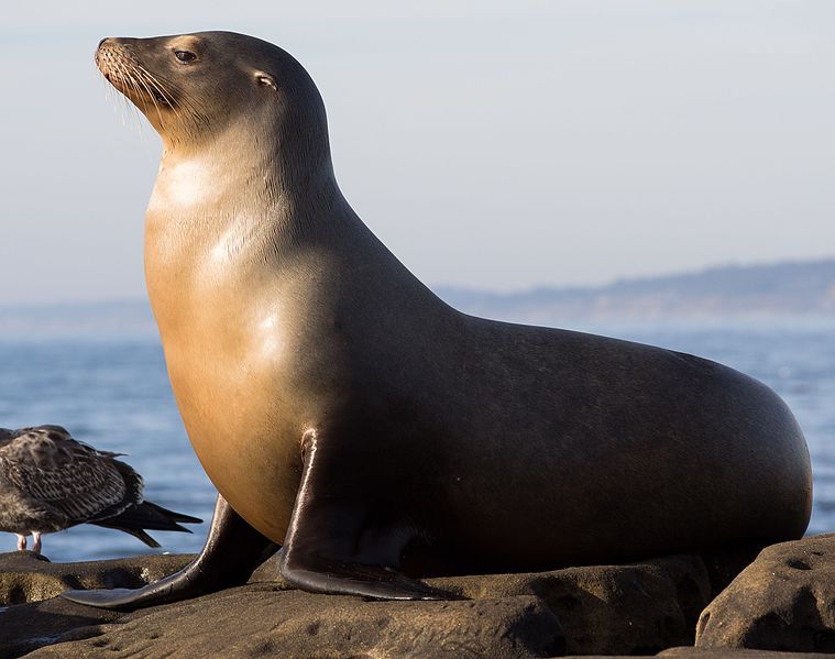 File:California sea lions in La Jolla (70565).jpg