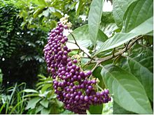 Callicarpa ampa.jpg