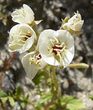 <i>Chylismia claviformis</i> Species of wildflower