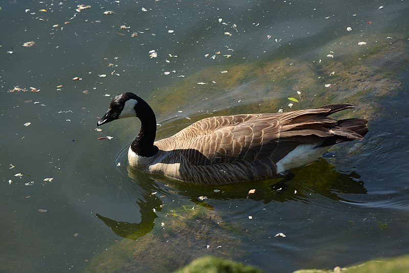 File:Canada Geese near North Wind's Weir 04.jpg