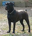 Cane Corso: Origines, Caractère, Description physique