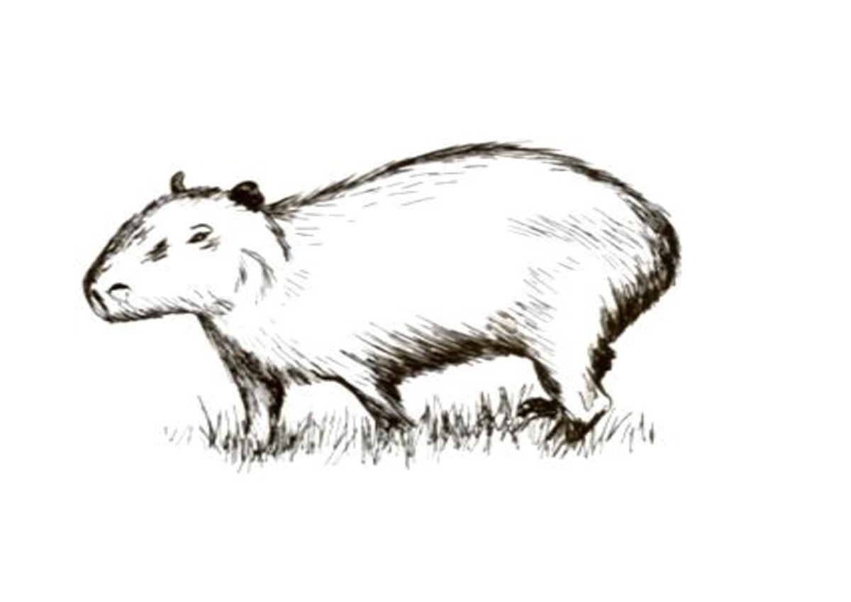 Excellent drawing of a Capybara!  Capivara, Capivaras, História natural