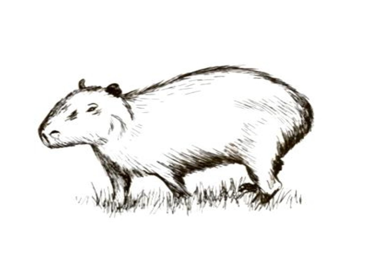 File:Capivara.pdf - Wikimedia Commons