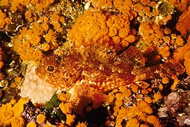Scorpaena scrofa entre A. calycularis, en la Reserva Marina Protegida de Capo Gallo, Italia