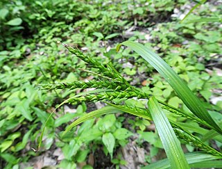 <i>Carex ischnostachya</i> Species of grass-like plant